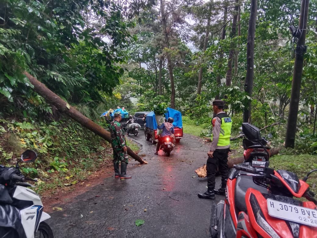 Hujan Deras Picu Pohon Tumbang di Lebakbarang, Jalur Penghubung Karanganyar Sempat Lumpuh Total
